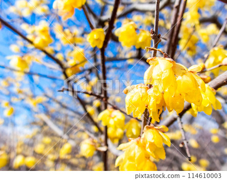 Wintersweet blooms in full bloom in the New Year and is highly fragrant 114610003