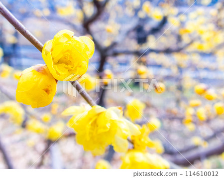 Wintersweet blooms in full bloom in the New Year and is highly fragrant Wintersweet blooms in full bloom in the New Year and is highly fragrant 114610012