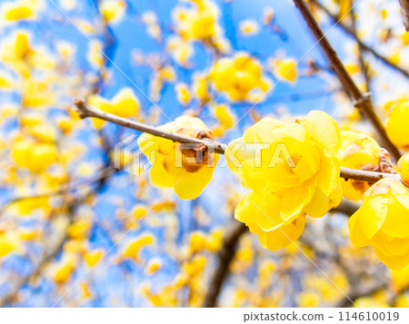 國春盛開，香氣撲鼻 114610019