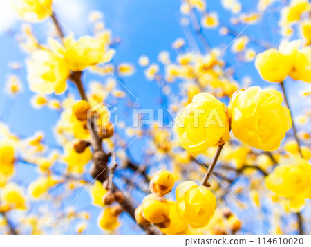 國春盛開，香氣撲鼻 114610020