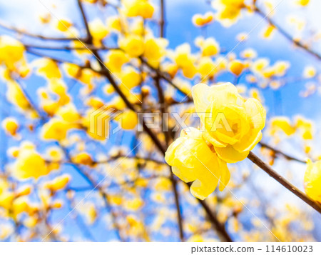 國春盛開，香氣撲鼻 114610023