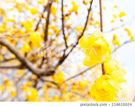 國春盛開,香氣撲鼻 國春盛開,香氣撲鼻 114610024