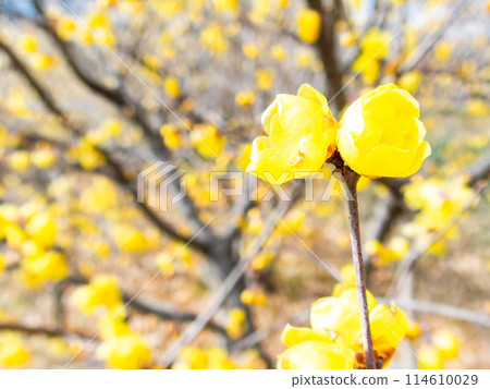 Wintersweet blooms in full bloom in the New Year and is highly fragrant 114610029