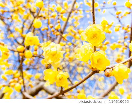 國春盛開，香氣撲鼻 114610033