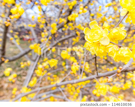Wintersweet blooms in full bloom in the New Year and is highly fragrant Wintersweet blooms in full bloom in the New Year and is highly fragrant 114610036