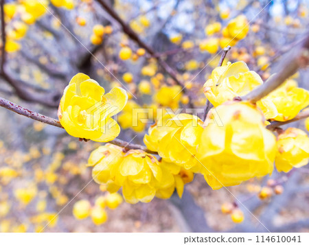 國春盛開，香氣撲鼻 114610041