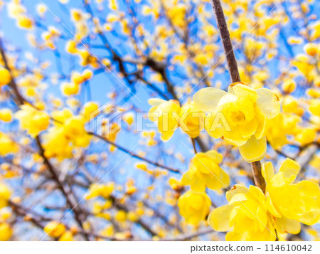 國春盛開，香氣撲鼻 114610042