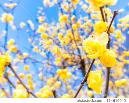 Wintersweet blooms in full bloom in the New Year and is highly fragrant 114610043