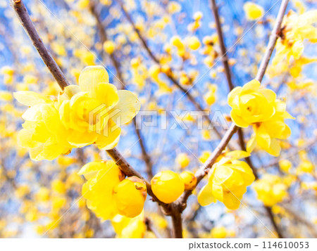 國春盛開，香氣撲鼻 114610053