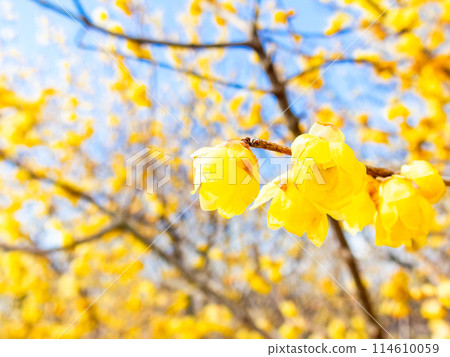 Wintersweet blooms in full bloom in the New Year and is highly fragrant Wintersweet blooms in full bloom in the New Year and is highly fragrant 114610059