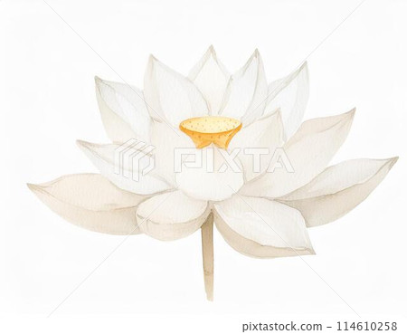 Lotus flower  114610258