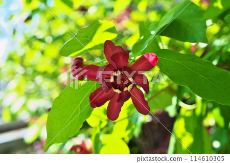 紅色 calycanthus 花(春季、5 月) 紅色 calycanthus 花(春季、5 月) 114610305