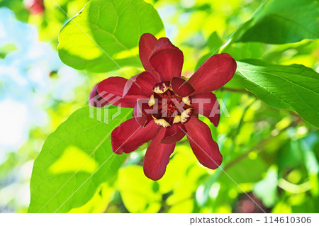 紅色 calycanthus 花(春季、5 月) 紅色 calycanthus 花(春季、5 月) 114610306