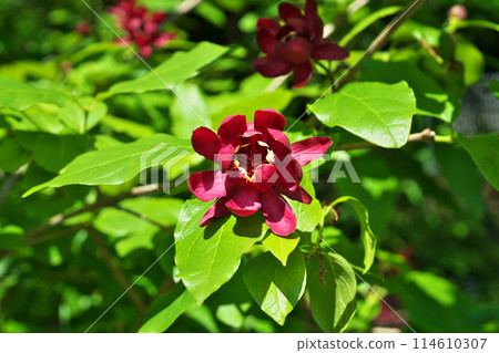 紅色 calycanthus 花(春季、5 月) 紅色 calycanthus 花(春季、5 月) 114610307