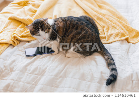 Domestic cat lying in a bedroom, close up. Cats paws holding a smart phone. Lovely cat with smart phone. Full body Domestic cat lying in a bedroom, close up. Cats paws holding a smart phone. Lovely cat with smart phone. Full body 114610461
