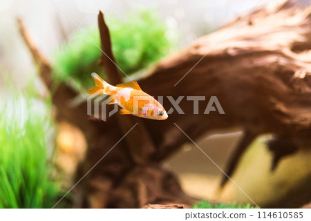 single golden fish in aquarium single golden fish in aquarium 114610585