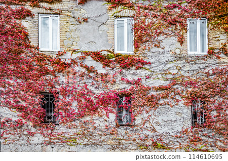 house wall covered with red autumn vine in Kutaisi 114610695