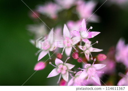Floral background. Beautiful pink flower in the spring in the backyard against green background Floral background. Beautiful pink flower in the spring in the backyard against green background 114611367
