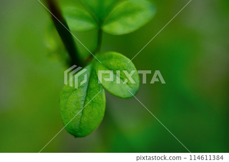 Close-up view of green vegetable leaves with texture of texture of green leaf veins. Close-up view of green vegetable leaves with texture of texture of green leaf veins. 114611384
