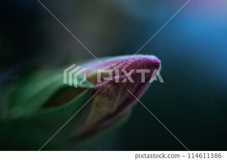 Macro shot of a closed bud of blooming red hibiscus flower of Sudanese rose aver green background 114611386