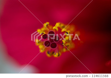Focus on yellow pistils with stamens of red hibiscus flower or Sudanese rose. Floral Background. Macro photography. Web banner Focus on yellow pistils with stamens of red hibiscus flower or Sudanese rose. Floral Background. Macro photography. Web banner 114611388