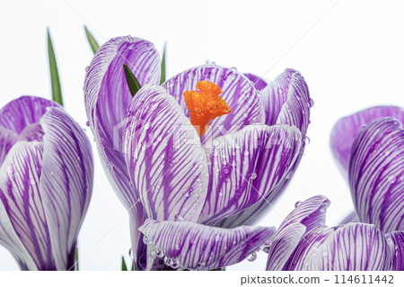 beautiful Crocus flowers with dew drops on a white background beautiful Crocus flowers with dew drops on a white background 114611442