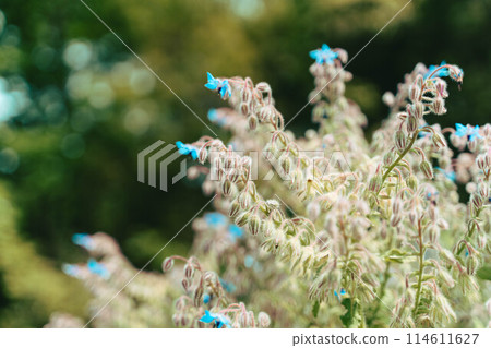 紫藤花在風中搖曳 114611627