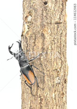 Parry Futamata stag beetle Parry Futamata stag beetle 114612063