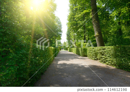 Bright summer sun illuminates the alley in the public park 114612198
