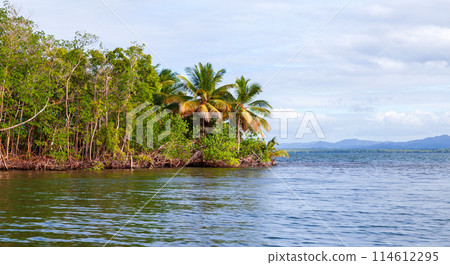 Coastal landscape with palm trees and mangrove forest of Samana bay 114612295