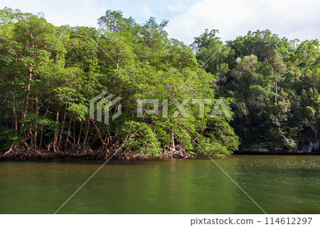 Coastal landscape with mangrove forest of Samana bay 114612297