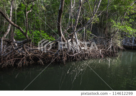 Wild mangrove forest landscape with trees growing in salty sea water Wild mangrove forest landscape with trees growing in salty sea water 114612299