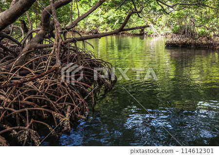 Wild mangrove forest landscape with trees growing in seawater 114612301