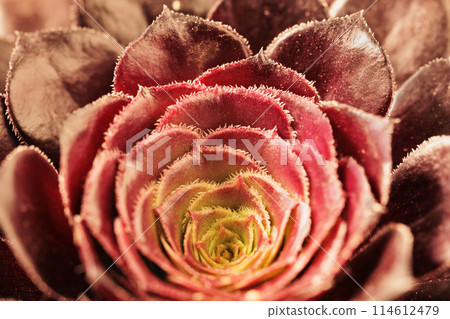 Red foliage of common houseleek flower 114612479