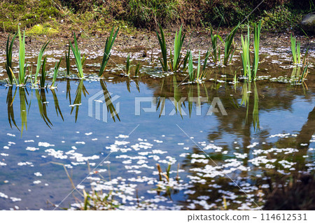 水邊的春天景色 114612531