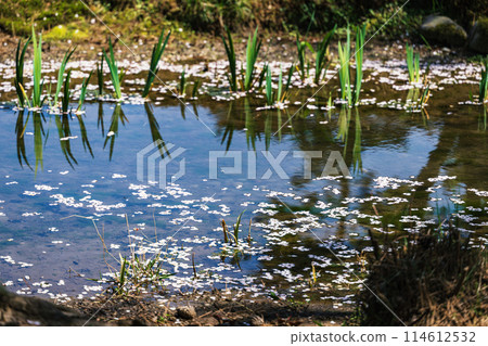 水邊的春天景色 114612532