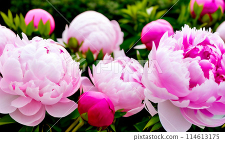 Beautiful pink peony flowers close up. Peony is a genus of herbaceous perennials and deciduous shrubs, tree-like peonies. Peony family Paeoniaceae. Pink purple lilac flowers. 114613175
