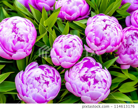 Beautiful lilac pink peony flowers close up. Peony is a genus of herbaceous perennials and deciduous shrubs, tree-like peonies. Peony family Paeoniaceae. Generated by AI. Charming bouquet 114613176