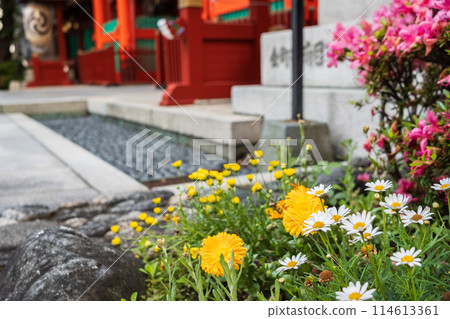 神田明神神社門邊鮮花盛開 神田明神神社門邊鮮花盛開 114613361