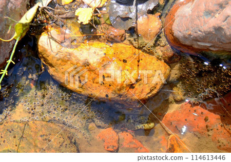 Frog eggs lie and ripen in the river. Frog eggs lie and ripen in the river. 114613446