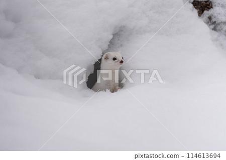 白惡魔、北井伊綱 114613694