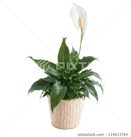 Peace Lily plant with dark green glossy leaves and white spathes in a woven basket Peace Lily plant with dark green glossy leaves and white spathes in a woven basket 114613764
