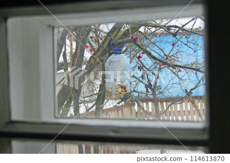 Tit in feeder view from window. View from window of room tit sitting in feeder 114613870