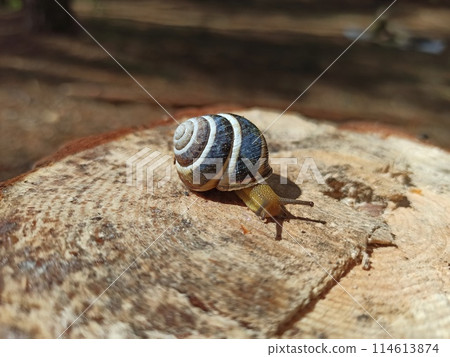 Snail in a shell. snail house. Helix lucorum living in the forest 114613874