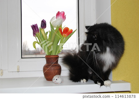 Small hamster makes friendship with cat. Love of pets. Amusing animals Small hamster makes friendship with cat. Love of pets. Amusing animals 114613878