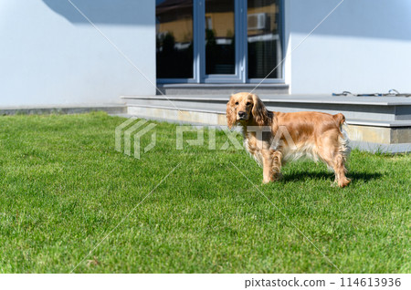 An English spaniel is walking on the green lawn in the backyard. 114613936