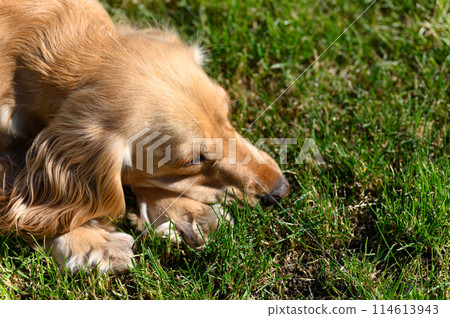 Close-up of an English Spaniel lying on the grass. 114613943