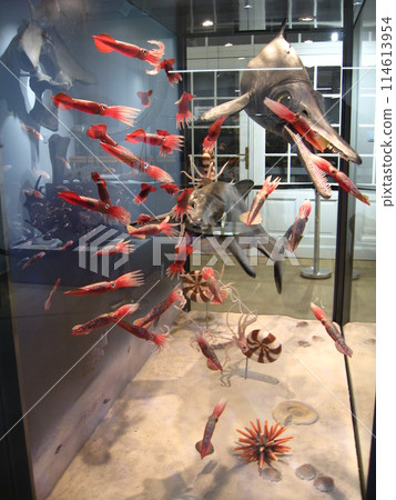 Marine fauna. Ocean fauna. underwater life. Squids and fish in the Lodz Museum Marine fauna. Ocean fauna. underwater life. Squids and fish in the Lodz Museum 114613954