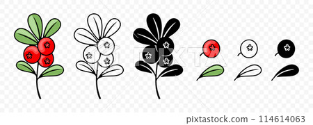 Cowberry, lingonberry, cranberry or foxberry, graphic design. Red bilberry, berries, red whortleberry or red huckleberry, vector design and illustration Cowberry, lingonberry, cranberry or foxberry, graphic design. Red bilberry, berries, red whortleberry or red huckleberry, vector design and illustration 114614063