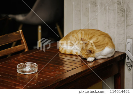 Cute cat sleeping on the table of the restaurant 114614461